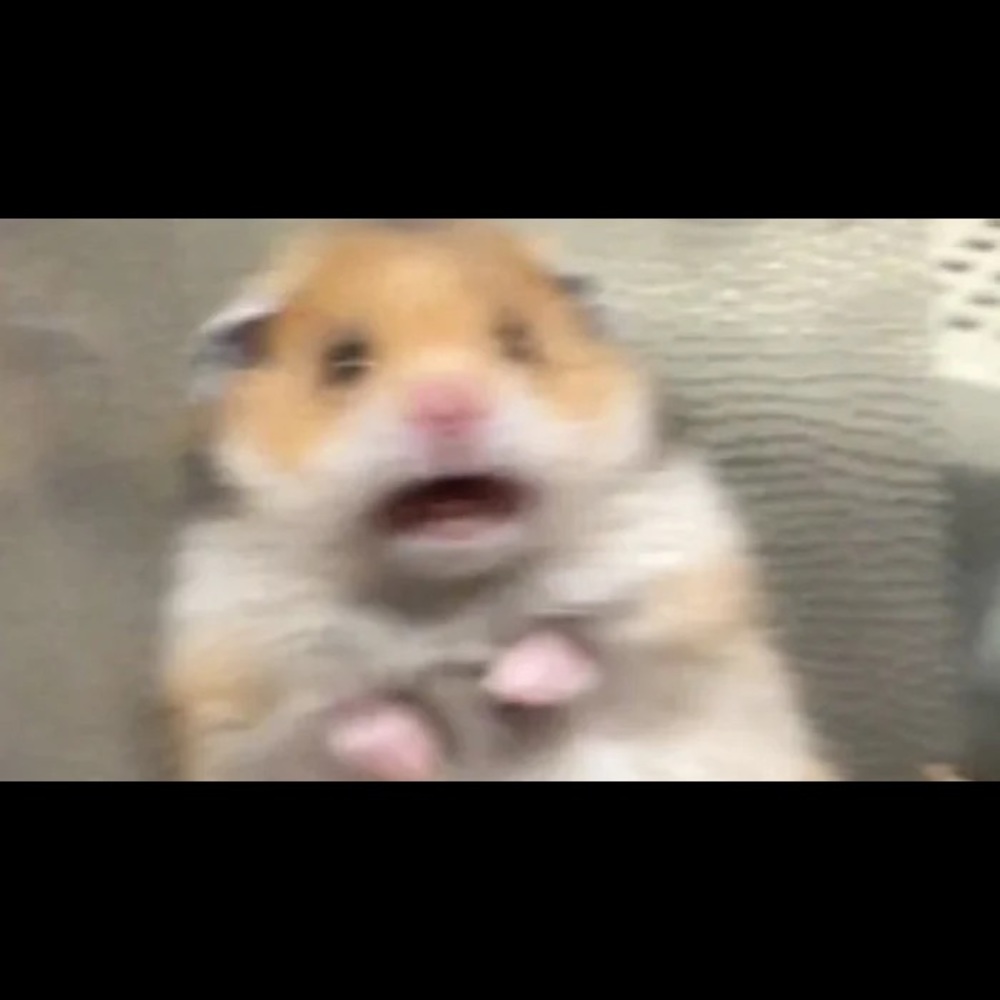 Meet your Posher, Gracie